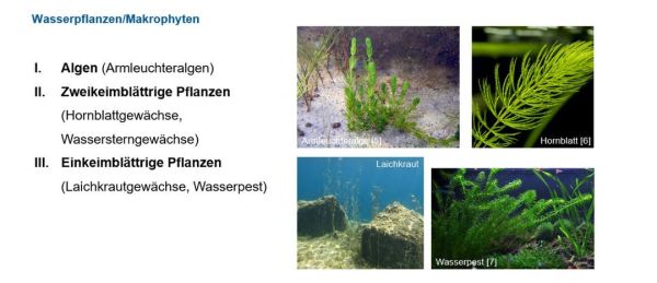 Folie-2-Wasserpflanzen
