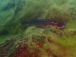SK Süßwasserbiologie 2025