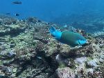 Papageifisch