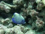 falterfisch