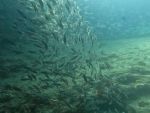 fischschwarm