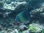 kaiserfisch