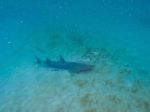 wedge-shark