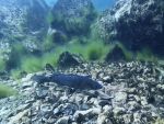 Antauchen Hunsfels 29.05.2026