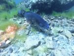 Antauchen Hunsfels 29.05.2026